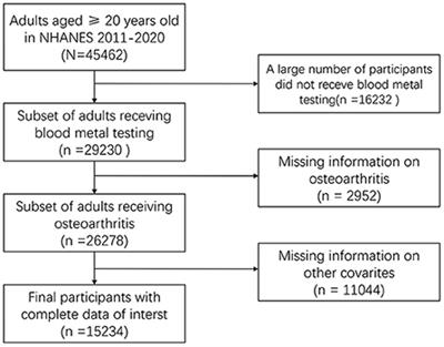 Identification for heavy metals exposure on osteoarthritis among aging people and Machine learning for prediction: A study based on NHANES 2011-2020